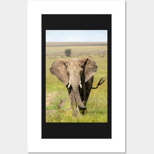 Elephant on the Serengeti, Tanzania Posters and Art